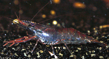 macrobrachium lar 074